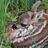 Hundebesitzer aufgepasst -