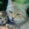 Wildkatzen-Ausstellung des BUND Sachsen im Rathaus Oberlungwitz zu Gast
