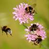 Insekten in Gefahr - Ein Rückgang mit Folgen