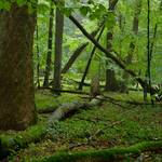 Wald ©Thomas Stephan / BUND
