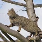 Wildkatze kletternd ©Thomas Stephan / BUND