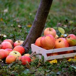 Öffentliche Streuobstwiesen in Oberlungwitz ©Bild von congerdesign auf Pixabay