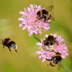2025.05.09_f_rster_lpv_vortrag_insekten_in_gefahr_bild_von_frauke_riether_auf_pixabay.jpg ©Bild von Frauke Riether auf Pixabay