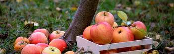 2025.04.16_f_rster_streuobstwiese_bild_von_congerdesign_auf_pixabay.jpg
