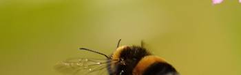 2025.05.09_f_rster_lpv_vortrag_insekten_in_gefahr_bild.jpg
