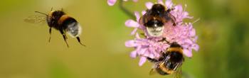 2025.05.09_f_rster_lpv_vortrag_insekten_in_gefahr_bild_von_frauke_riether_auf_pixabay.jpg