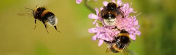 2025.05.09_f_rster_lpv_vortrag_insekten_in_gefahr_bild_von_frauke_riether_auf_pixabay.jpg