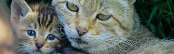 Wildkatzenfamilie