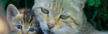 Wildkatzenfamilie